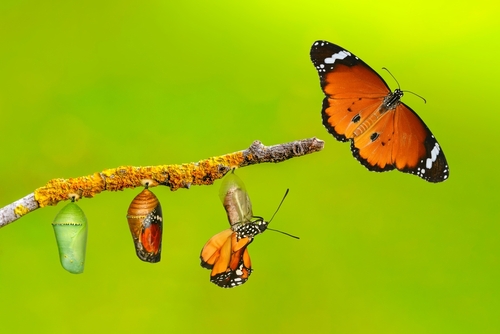 Amazing,Moment,.,Caterpillar,,Large,Tropical,Butterfly,Hatch,From,The